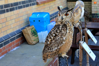 owl at Haverthwaite
