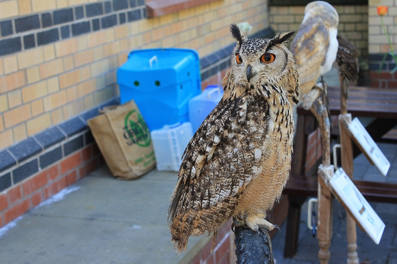 owl at Haverthwaite